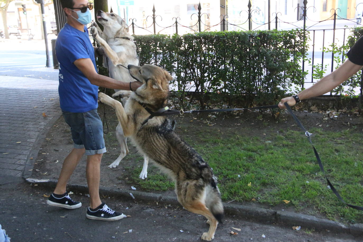 Mina, Laya y Afro hicieron las maletas con su dueño y viajaron hasta Portugal para rodar una superproducción | No es la primera vez que los tres perros rueda una película o aparecen en una serie, pero sí la primera que se codean con Nicolas Cage. 