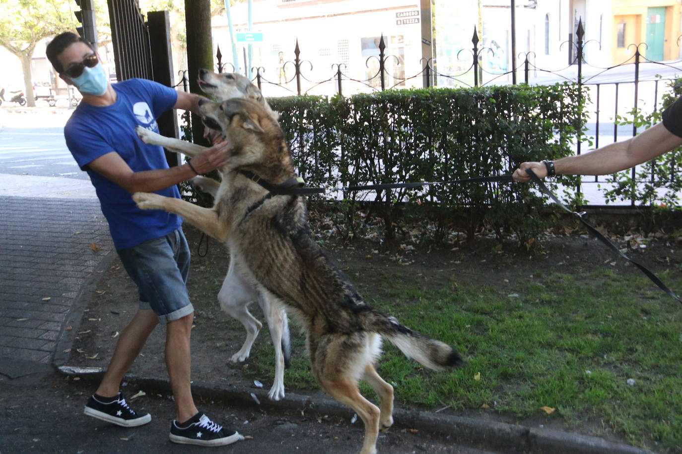 Mina, Laya y Afro hicieron las maletas con su dueño y viajaron hasta Portugal para rodar una superproducción | No es la primera vez que los tres perros rueda una película o aparecen en una serie, pero sí la primera que se codean con Nicolas Cage. 