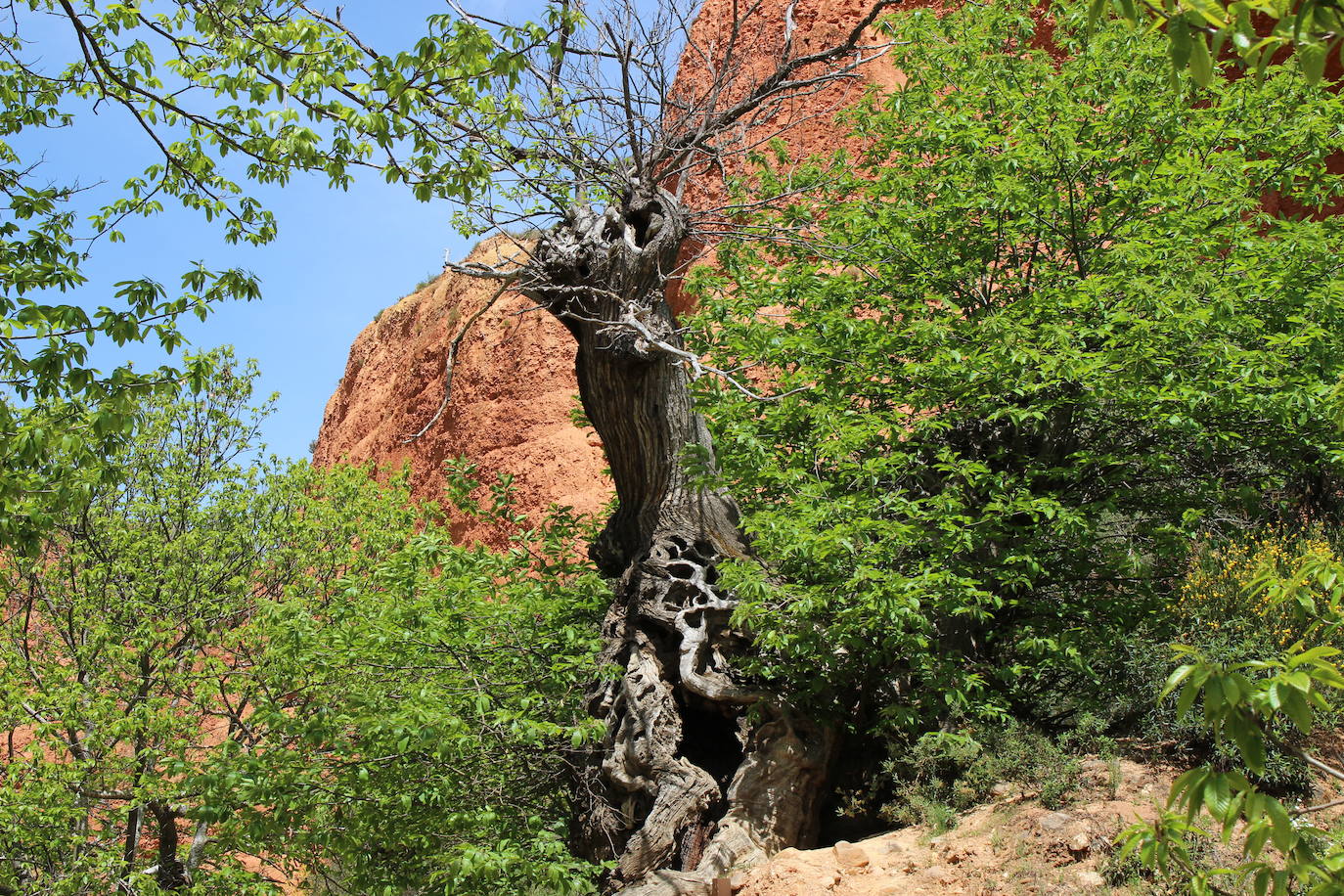 El Consorcio Provincial de Turismo y Leonoticias realizan un recorrido por tierras bercianas para conocer Las Médulas, el monasterio de Carracedo y Villafranca del Bierzo