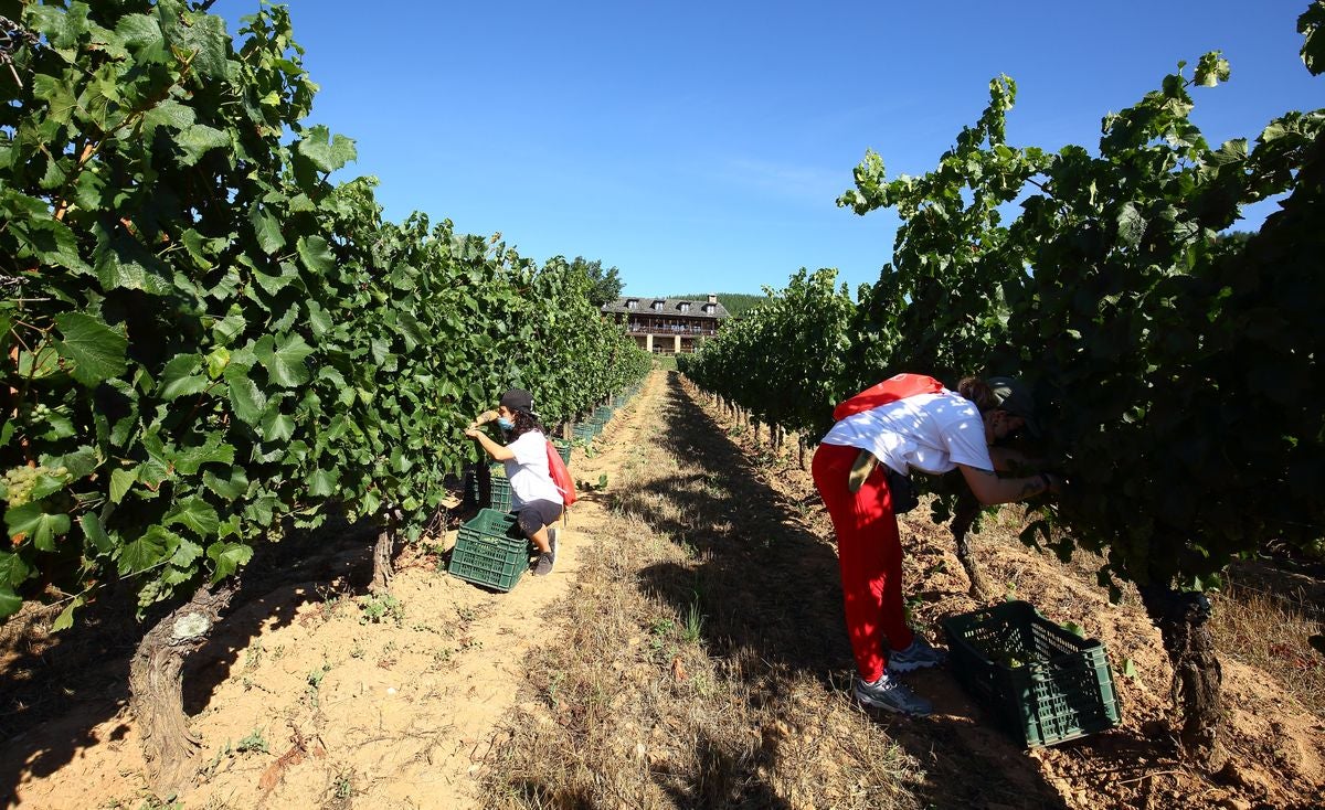 El Palacio de Canedo inicia la vendimia de las variedades de godello y chardonnay.