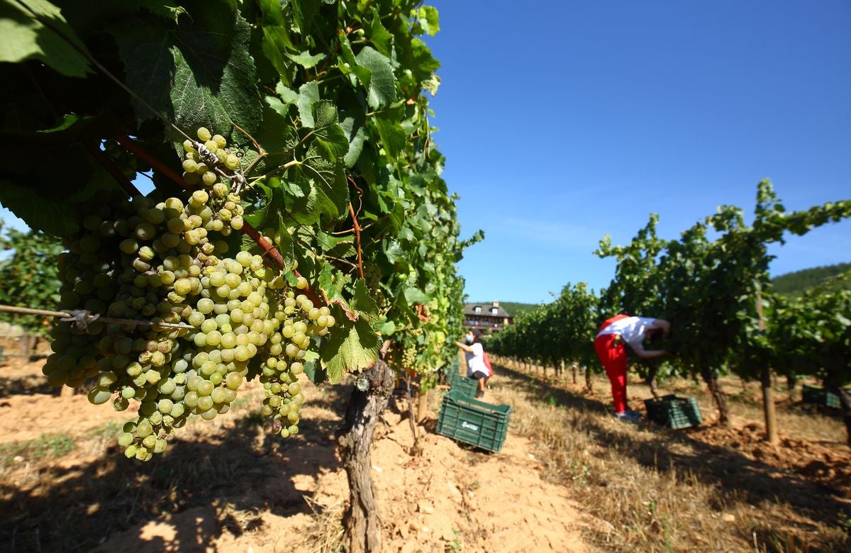 El Palacio de Canedo inicia la vendimia de las variedades de godello y chardonnay.