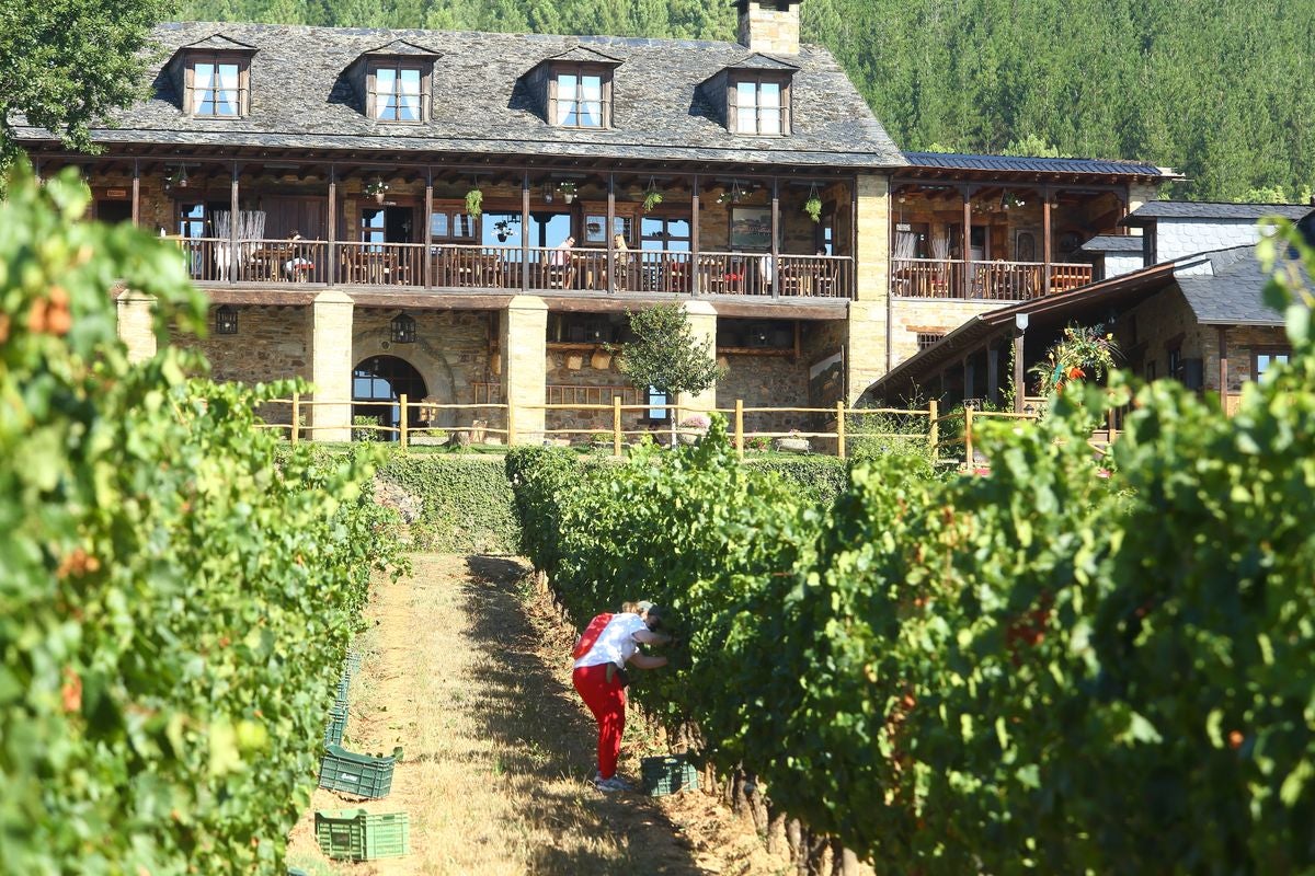 El Palacio de Canedo inicia la vendimia de las variedades de godello y chardonnay.