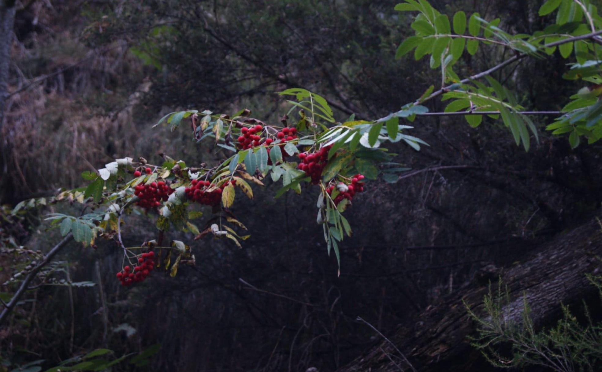 El capudo, una de las plantas con usos cotidianos en la Reserva de la Biosfera de Omaña y Luna.