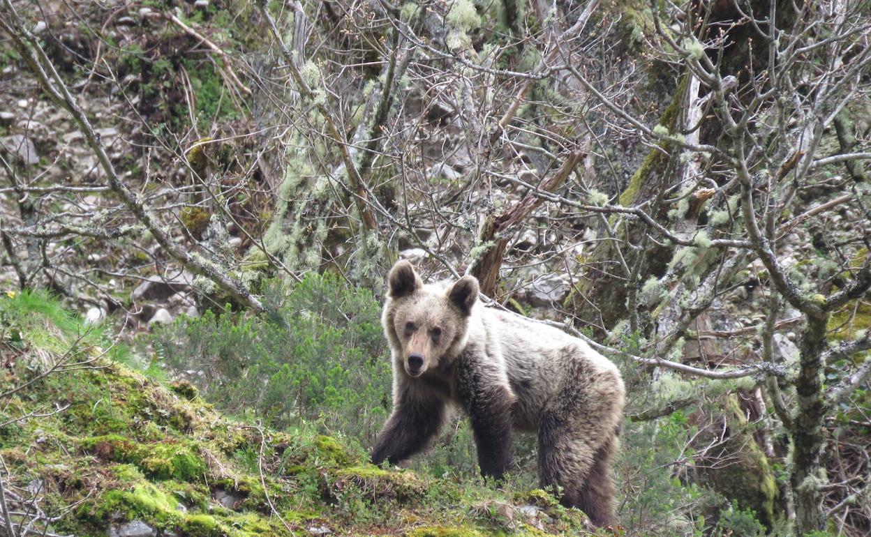 Oso pardo joven. 