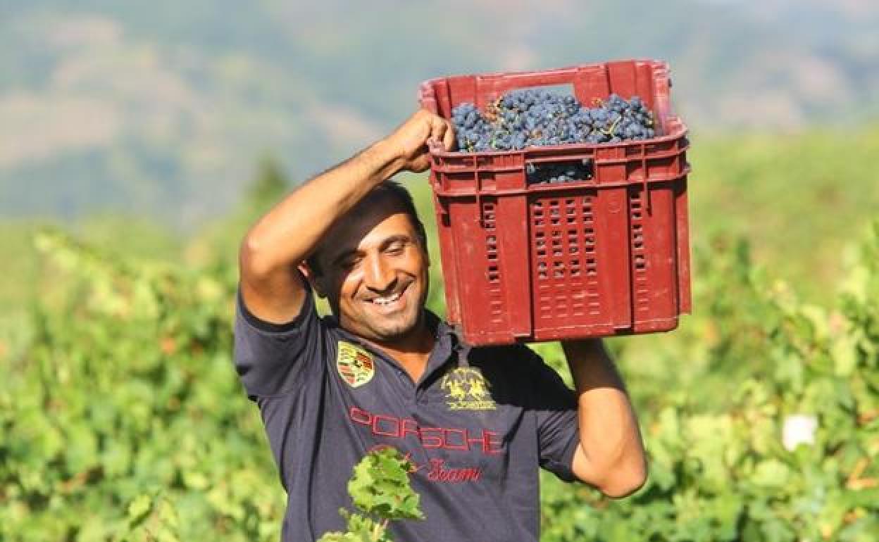 Un trabajador, en una vendimia anterior. 