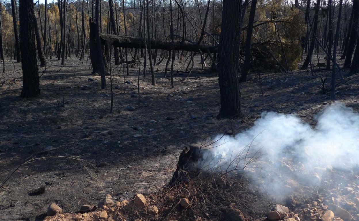 Imagen de los restos del incendio de Castrocontrigo de 2012.