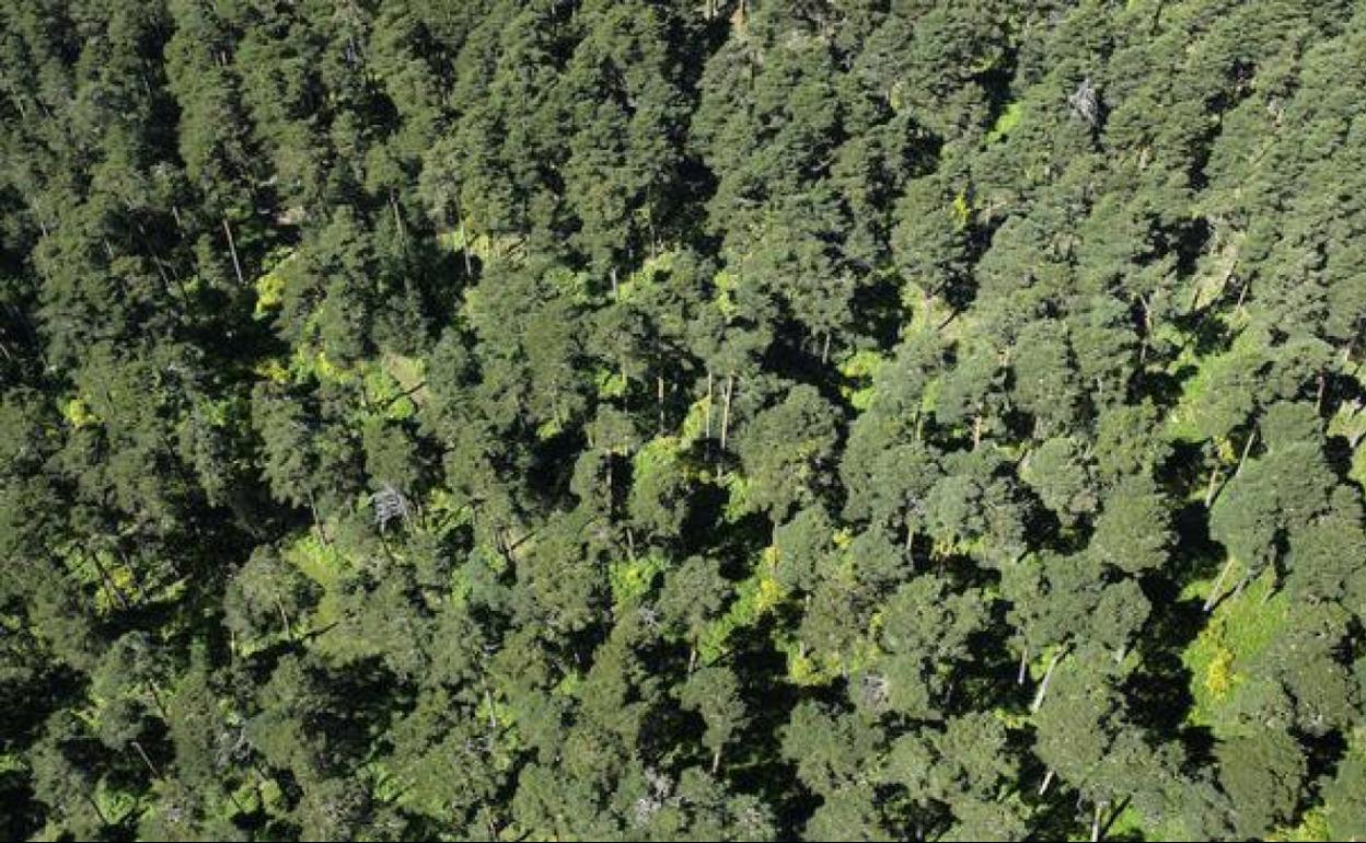 Superficie arbolada en Castilla y León.