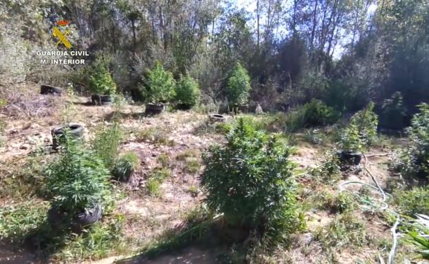 Imagen principal - Ocho detenidos y 1.536 plantas de marihuana incautadas en la operación &#039;Bacenturión&#039;, la mayor de los úlitmos años en la provincia