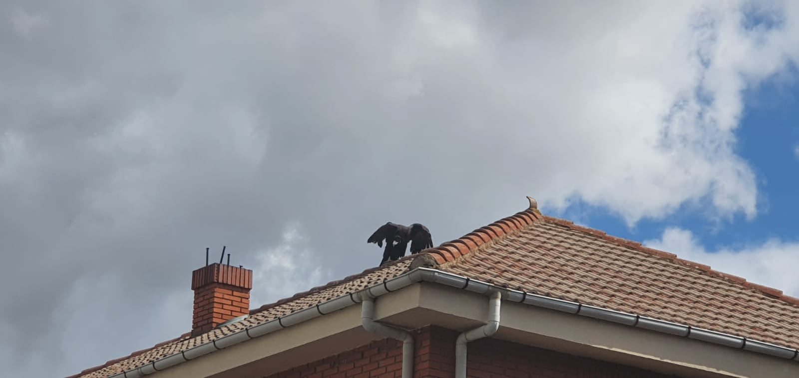 Fotos: Un buitre negro en Cembranos