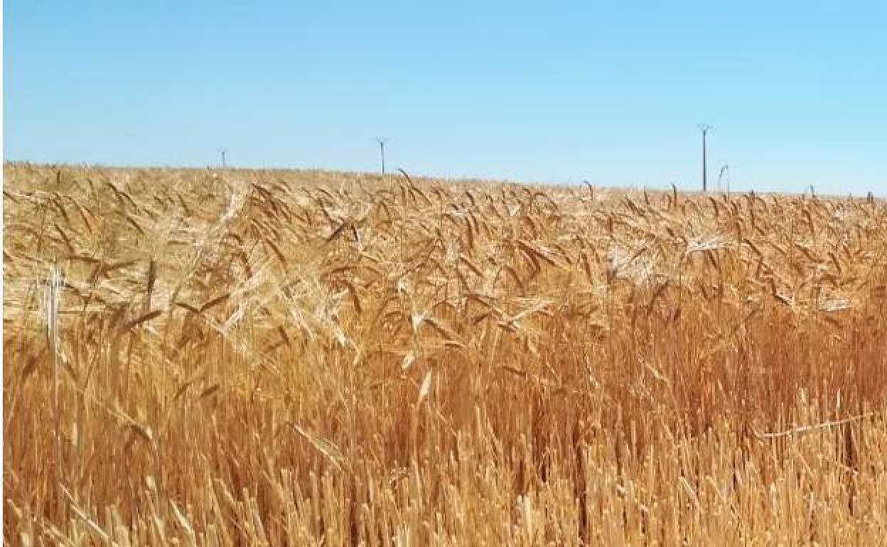 Imagen de un campo de trigo.