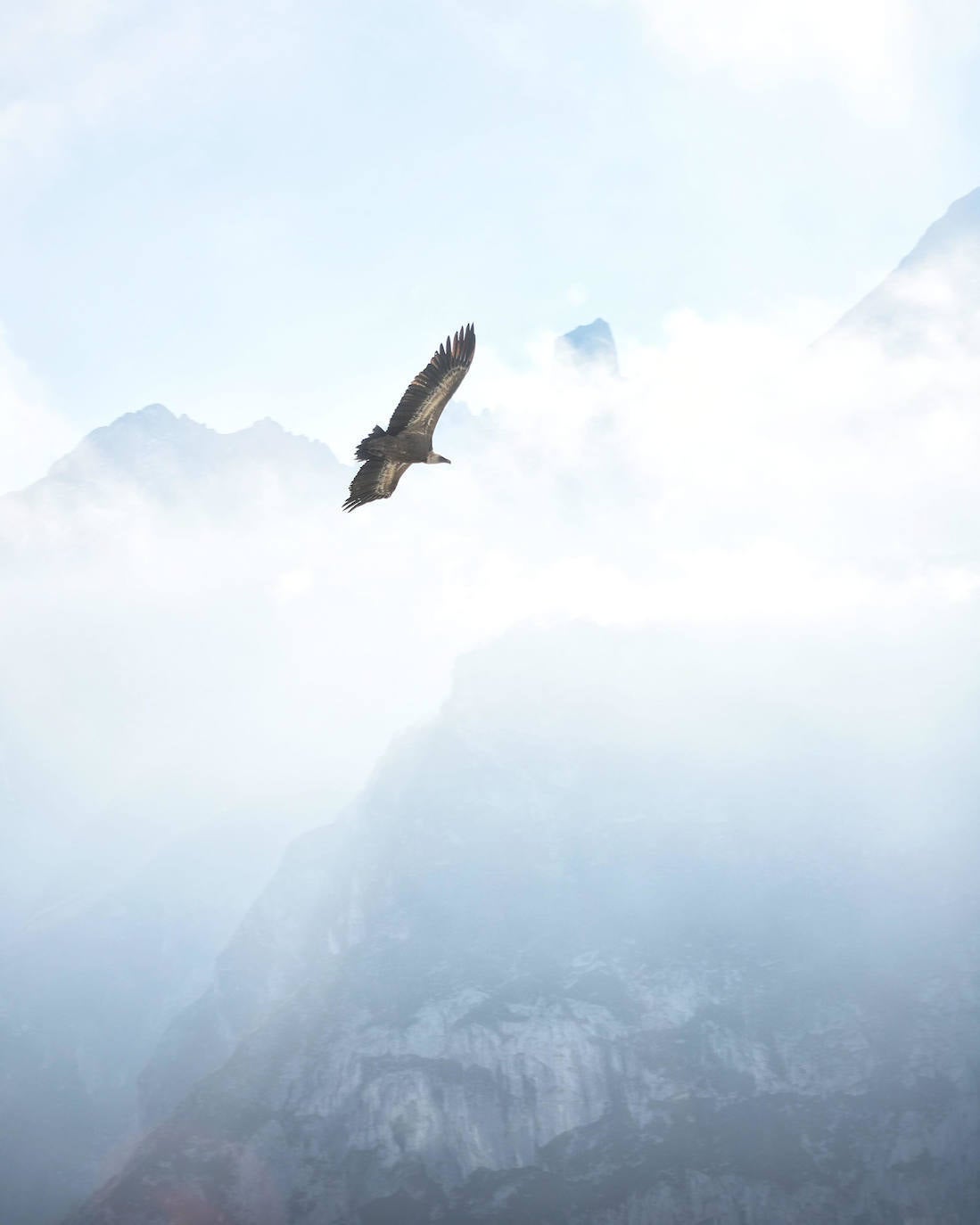 Un buitre sobrevuela el cielo con el Picu Urriellu de fondo (camuflado por la niebla)