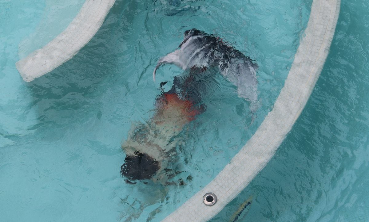 Dicen que las sirenas sólo viven bajo el mar, pero Vero, Ever, Emma y Leucas también lo hacen fuera de él. Y es que ser sirena, no es sólo tener una cola. Sino un sentimiento especial. 