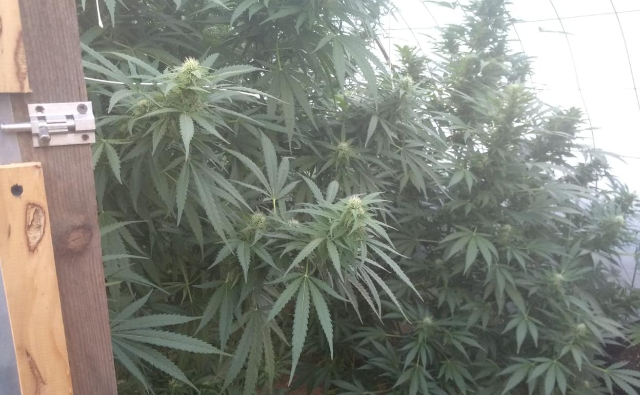 Plantas de marihuana incautadas.