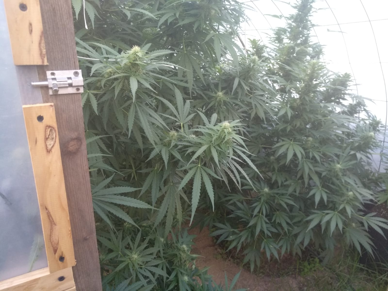 La Policía de Ponferrada decomisa en la operación más de 24 kilos de sustancia estupefaciente