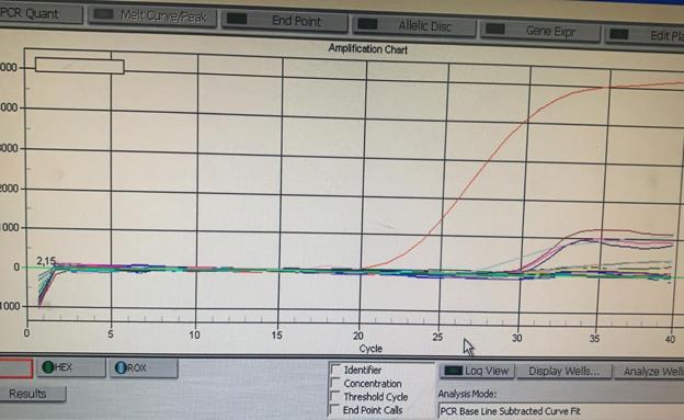 Imagen de una ronda de análisis PCR con positivos -líneas que crecen desde el cycle 30- y un superpositivo que se dispara por su enorme carga viral.