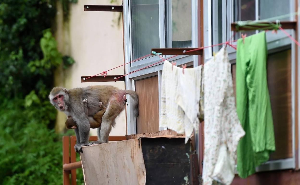 Los monos han sembrado el pánico en la ciudad india de Shimla, al norte del país.