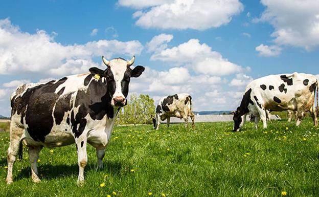 Vacas en una explotación ganadera. 