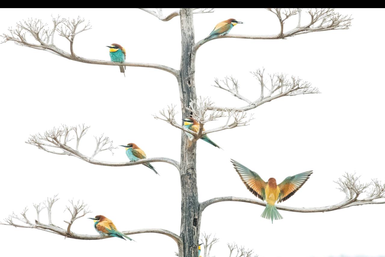 Cada una de las secciones cuenta con una selección de fotografías finalistas. Esta imagen, titulada 'Los abejarucos y la flor de agave', es una de las finalistas de 'Vida alada'