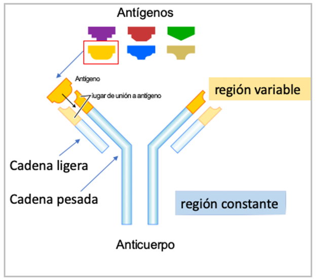 Figura 1. Esquema de la estructura de un anticuerpo.