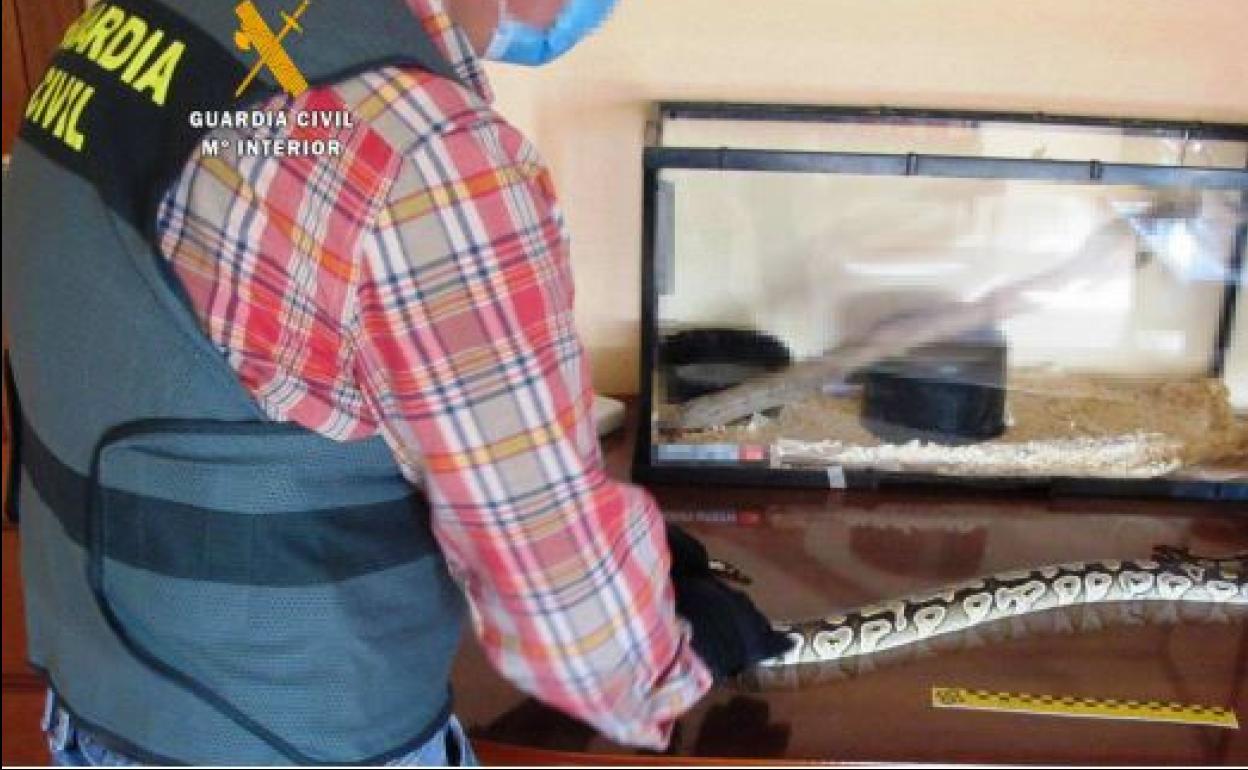 Imagen de un integrante del Seprona recogiendo a la pitón real en la vivienda del investigado.