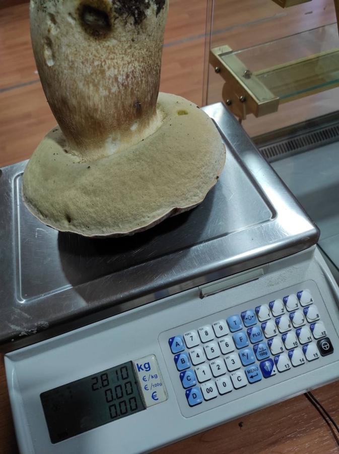 Antonio Puente ha encontrado un boletus de casi 3 kilos.