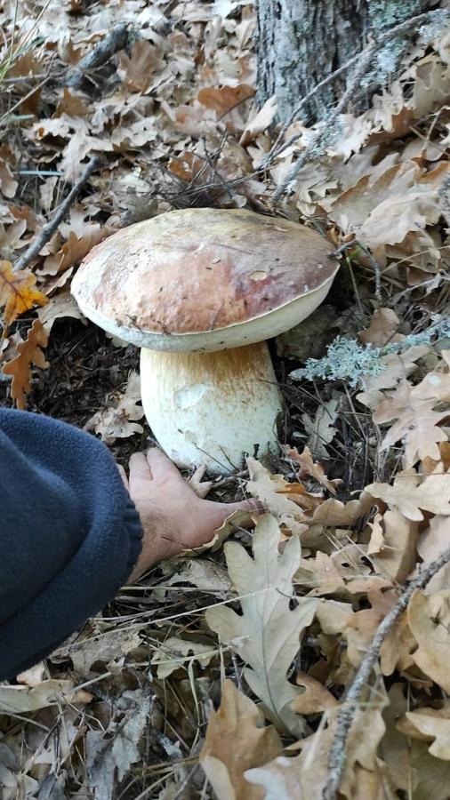 Antonio Puente ha encontrado un boletus de casi 3 kilos.