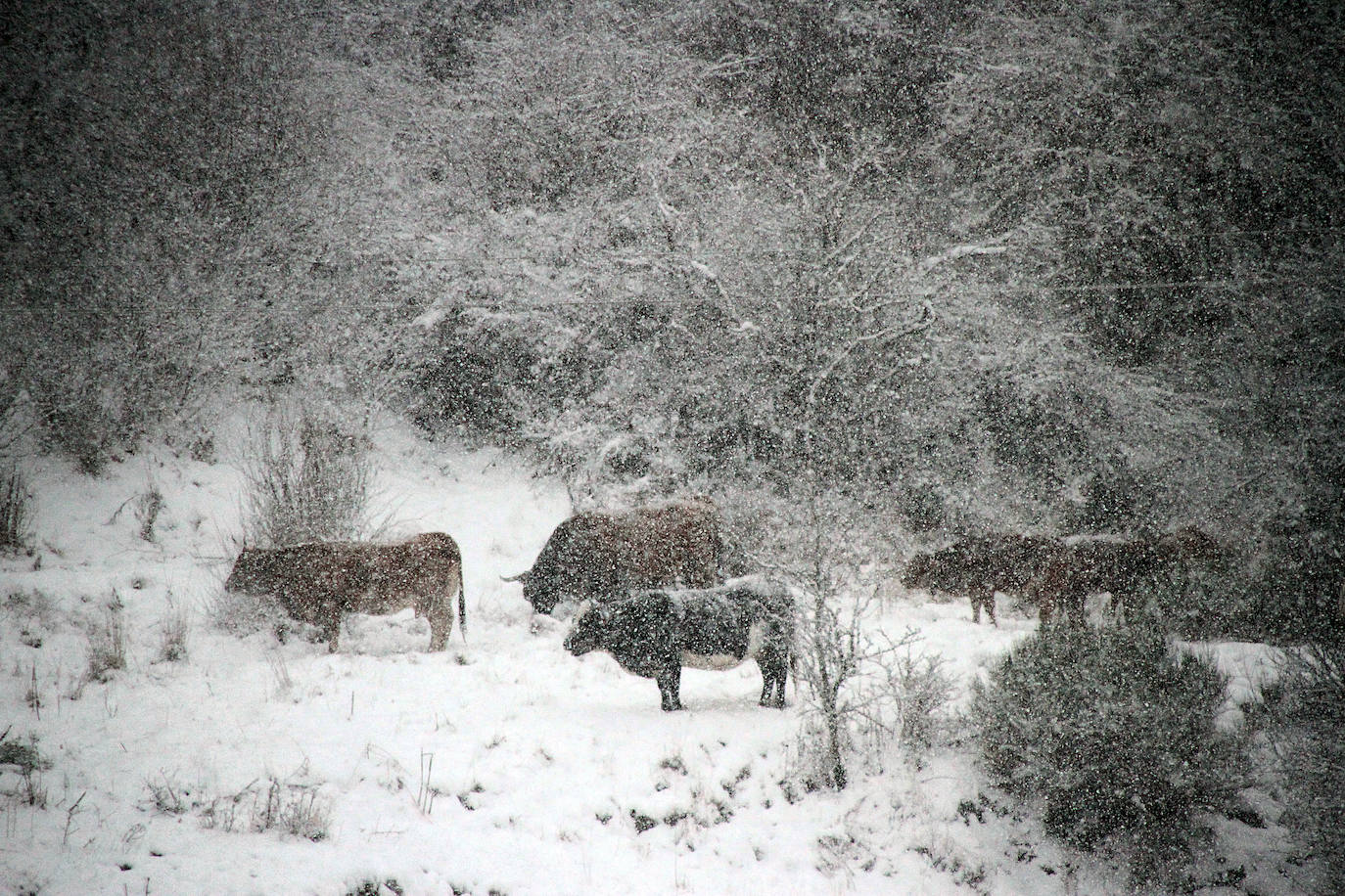 La nieve deja impactantes imágenes en la provincia. 