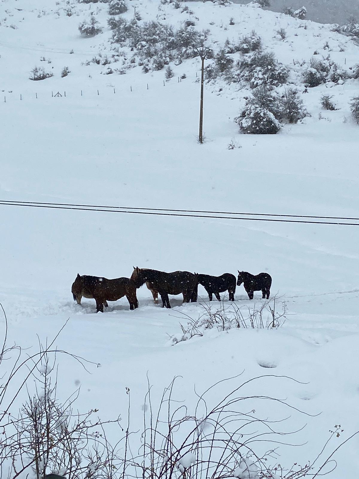 Fotos: La nieve tiñe de blanco el norte de la provincia