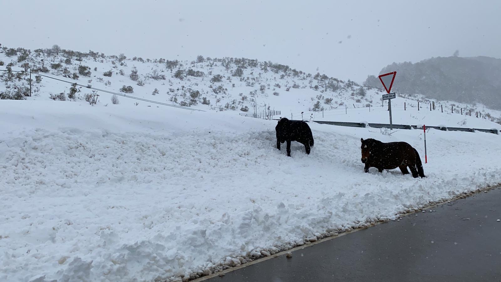 Fotos: La nieve tiñe de blanco el norte de la provincia