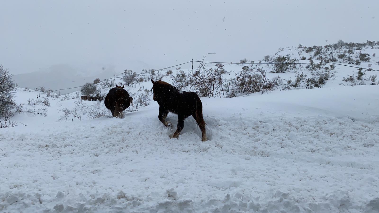 Fotos: La nieve tiñe de blanco el norte de la provincia