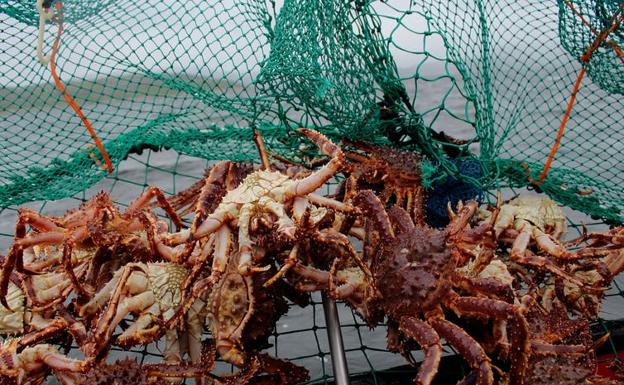 El cangrejo real rojo fue introducido de forma deliberada en el mar de Barents en la década de los sesenta, pero en este momento se ha extendido por el sur, a lo largo de la costa noruega. 