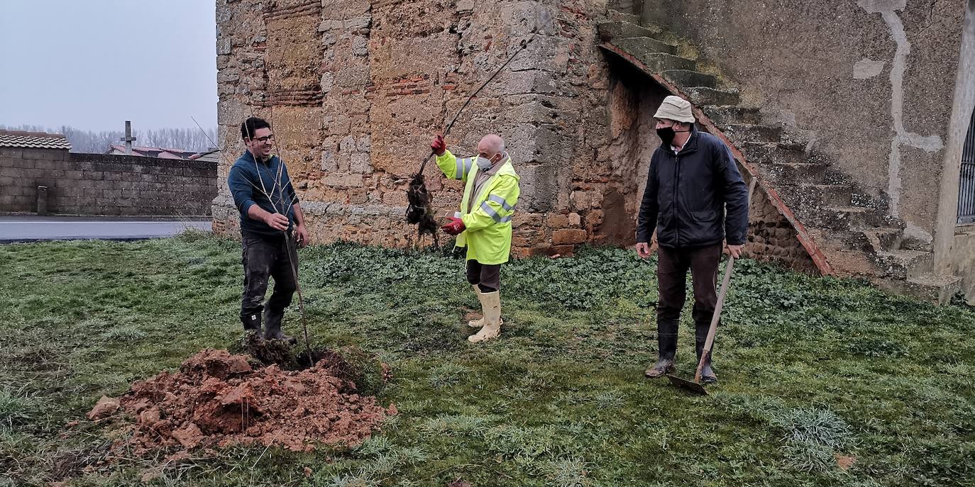 Un momento de la plantación. 