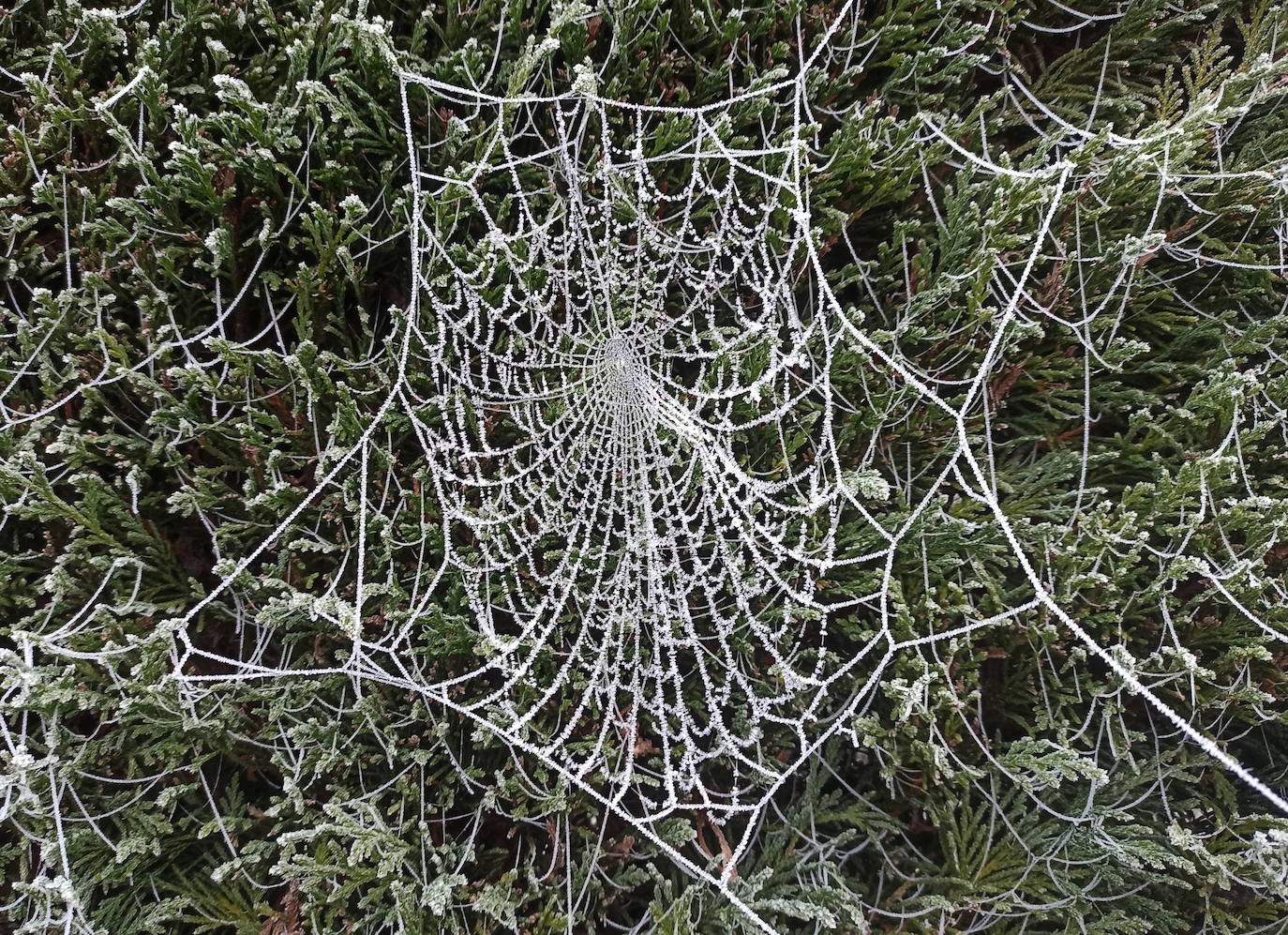 Fotos: Intensa helada en El Bierzo