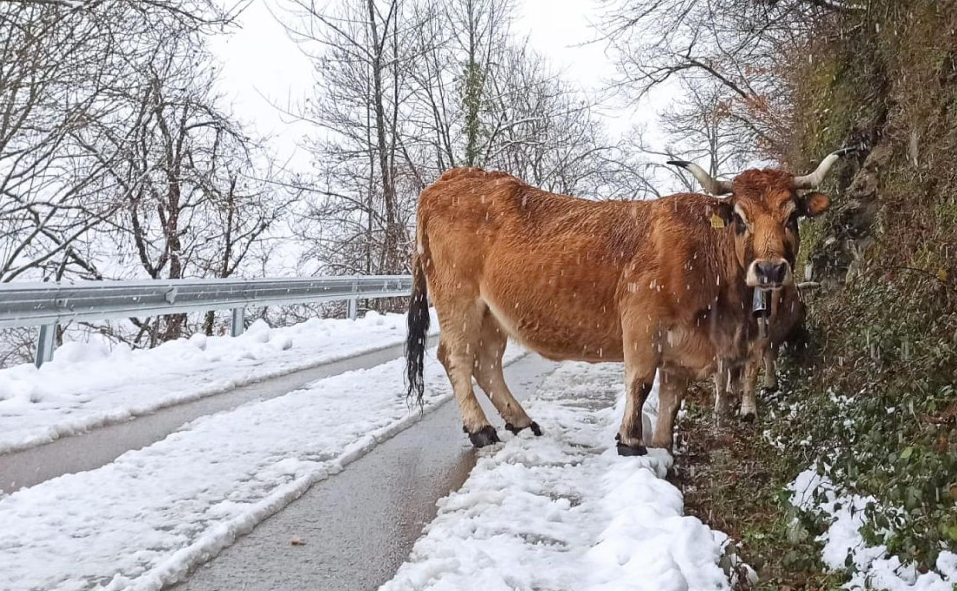 La nieve sigue protagonizando escenas únicas en la provincia de León. 