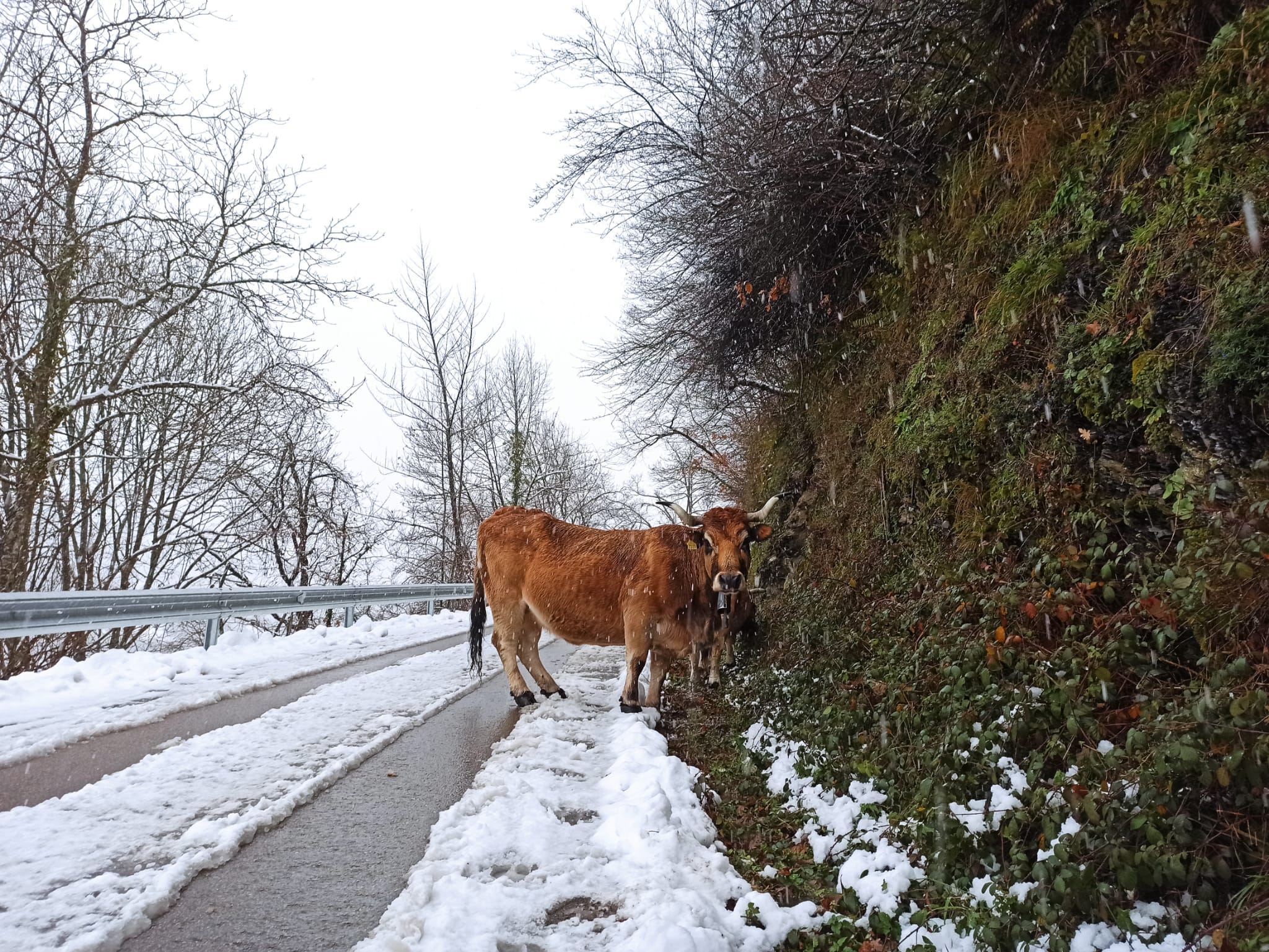 La nieve obliga a utilizar cadenas en dos puntos de la red principal de León y corta cuatro de la red de secundaria en León y Burgos. 