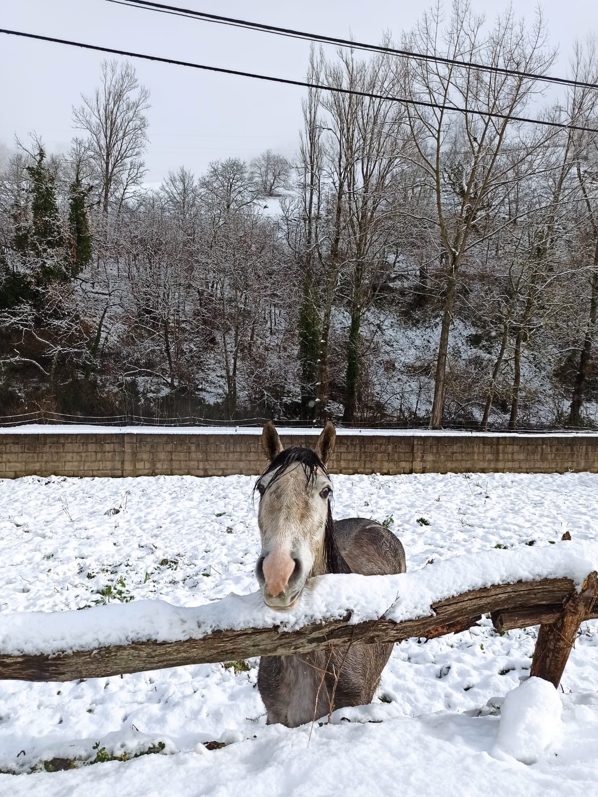 La nieve obliga a utilizar cadenas en dos puntos de la red principal de León y corta cuatro de la red de secundaria en León y Burgos. 