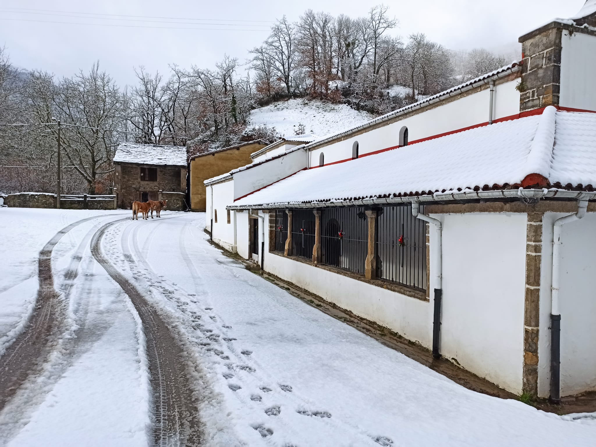 La nieve obliga a utilizar cadenas en dos puntos de la red principal de León y corta cuatro de la red de secundaria en León y Burgos. 