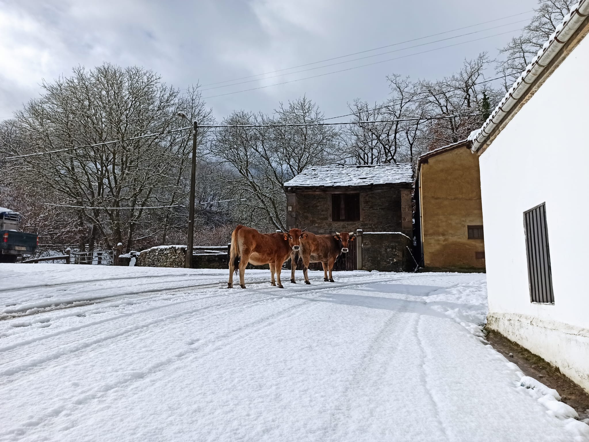 La nieve obliga a utilizar cadenas en dos puntos de la red principal de León y corta cuatro de la red de secundaria en León y Burgos. 