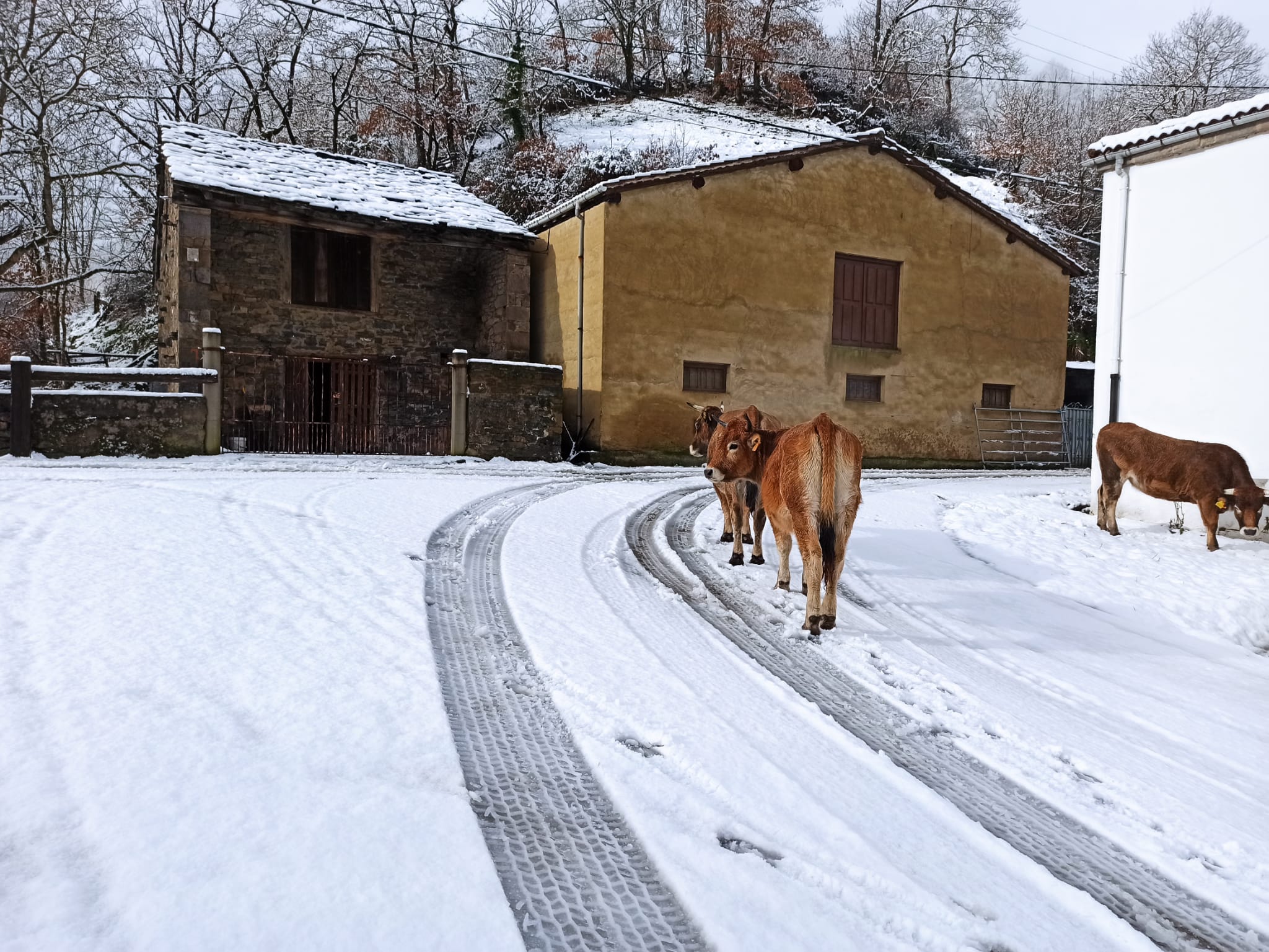 La nieve obliga a utilizar cadenas en dos puntos de la red principal de León y corta cuatro de la red de secundaria en León y Burgos. 