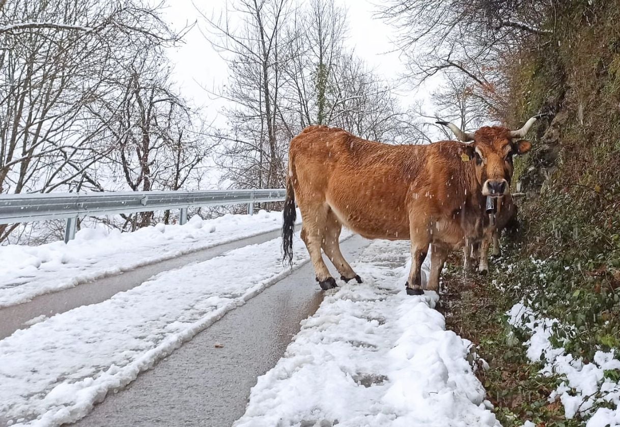 La nieve obliga a utilizar cadenas en dos puntos de la red principal de León y corta cuatro de la red de secundaria en León y Burgos. 