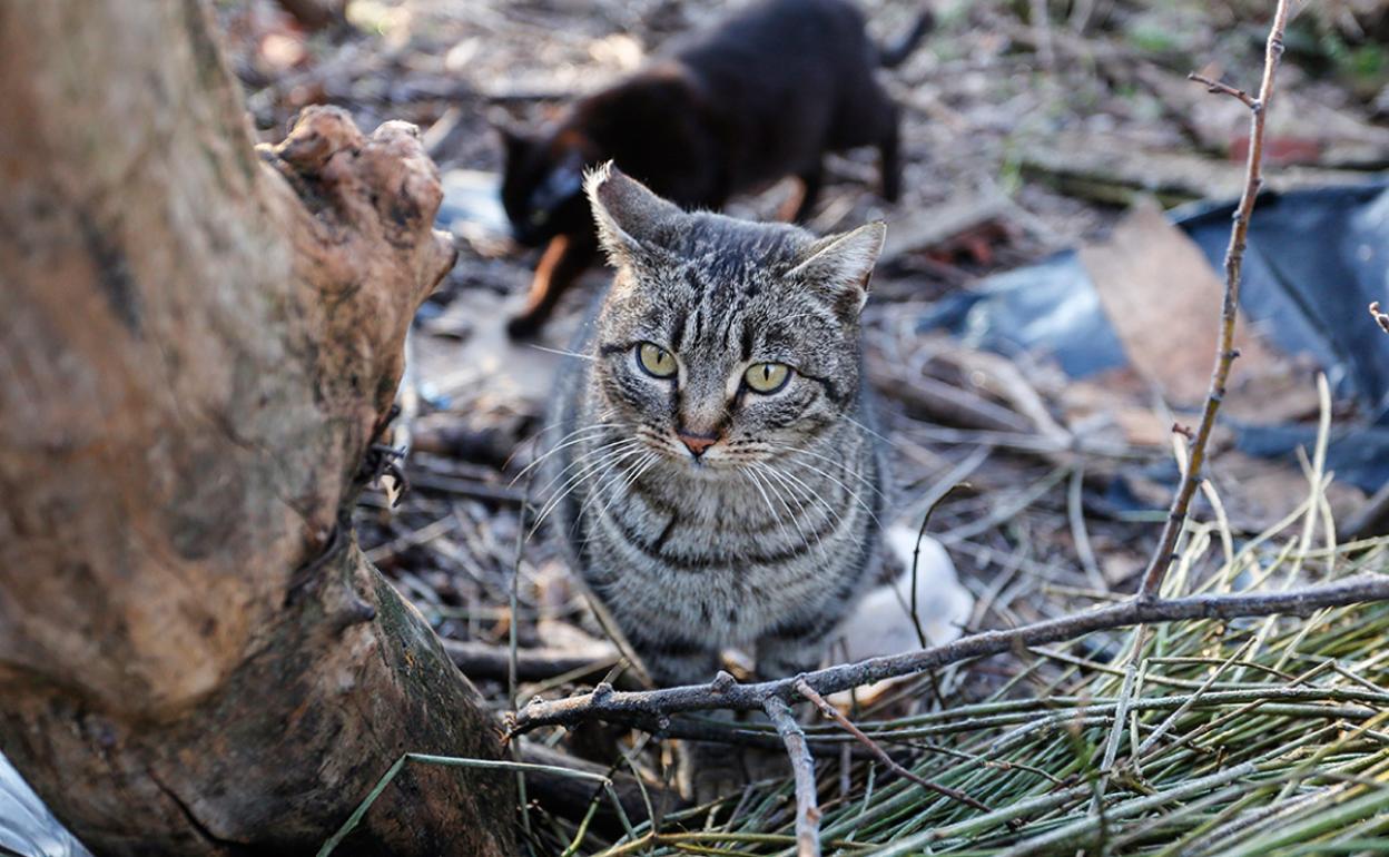 León tiene diferentes colonias de gatos en la ciudad.