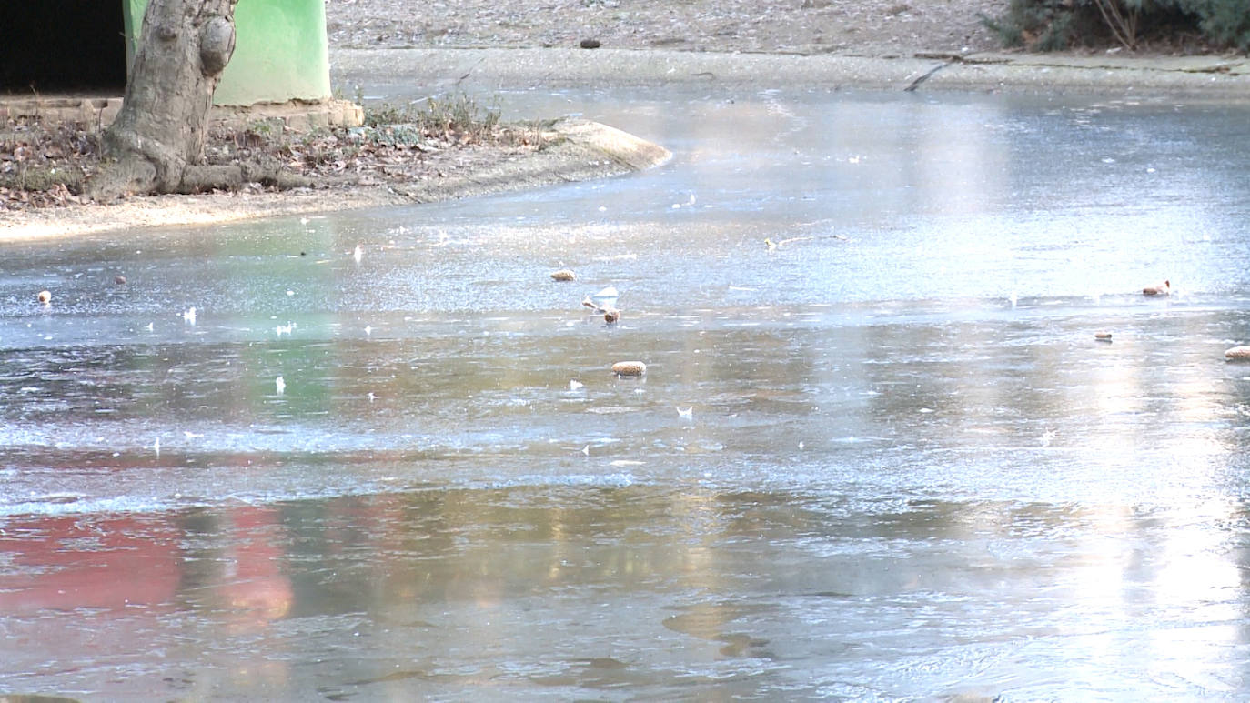 Fotos: Los patos que pasean sobre el agua