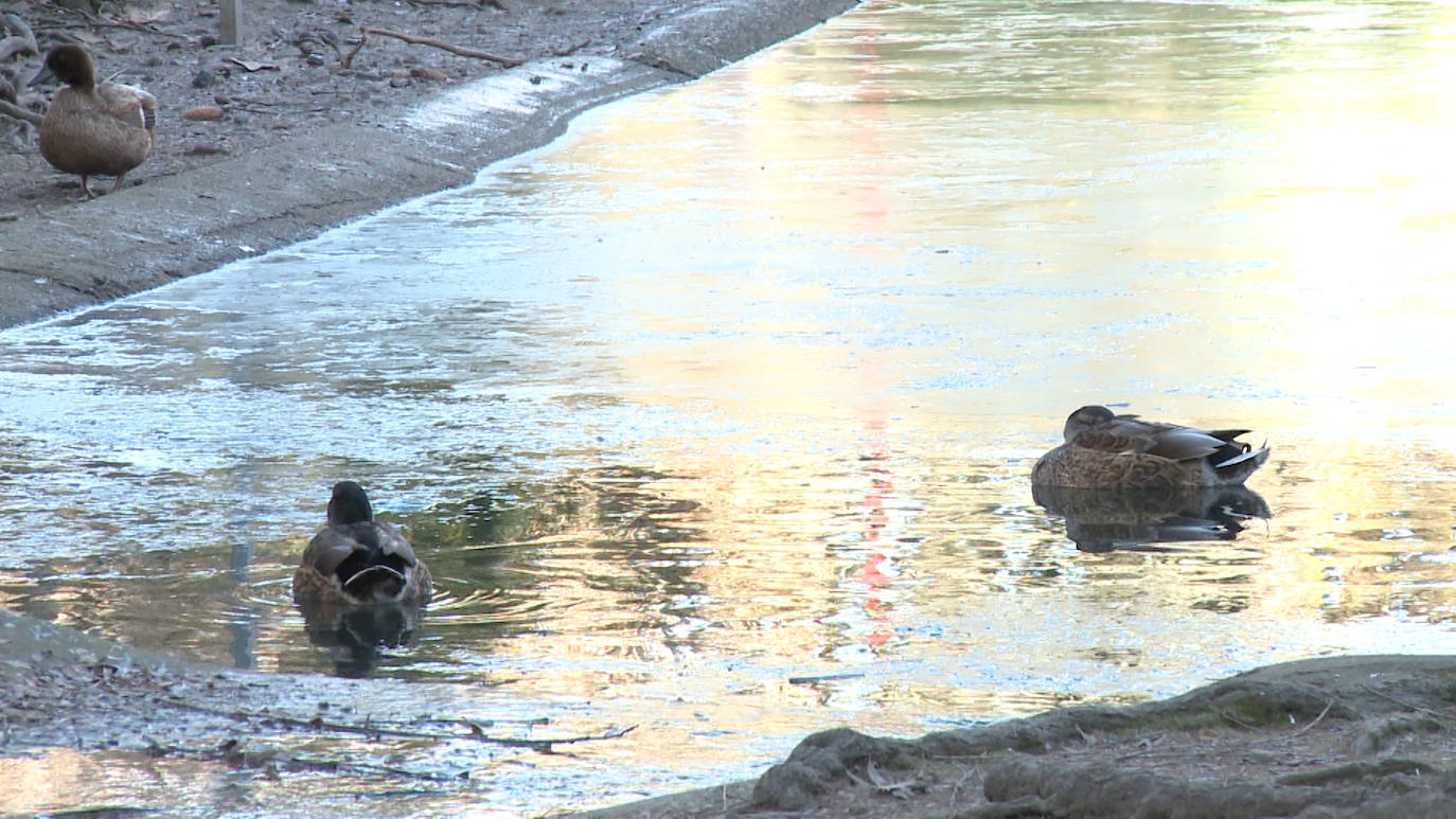 Fotos: Los patos que pasean sobre el agua