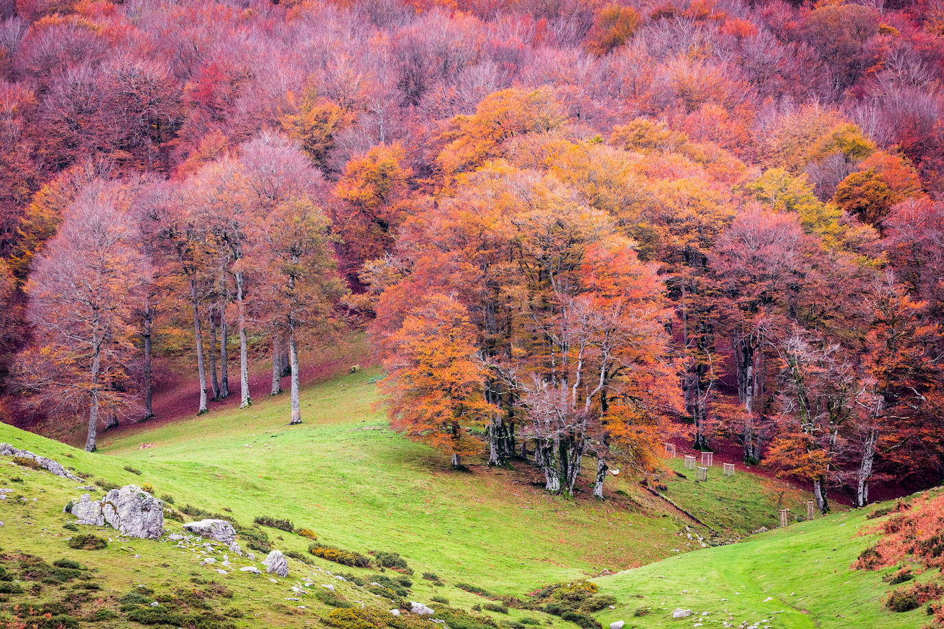 Selva de Irati (Navarra)