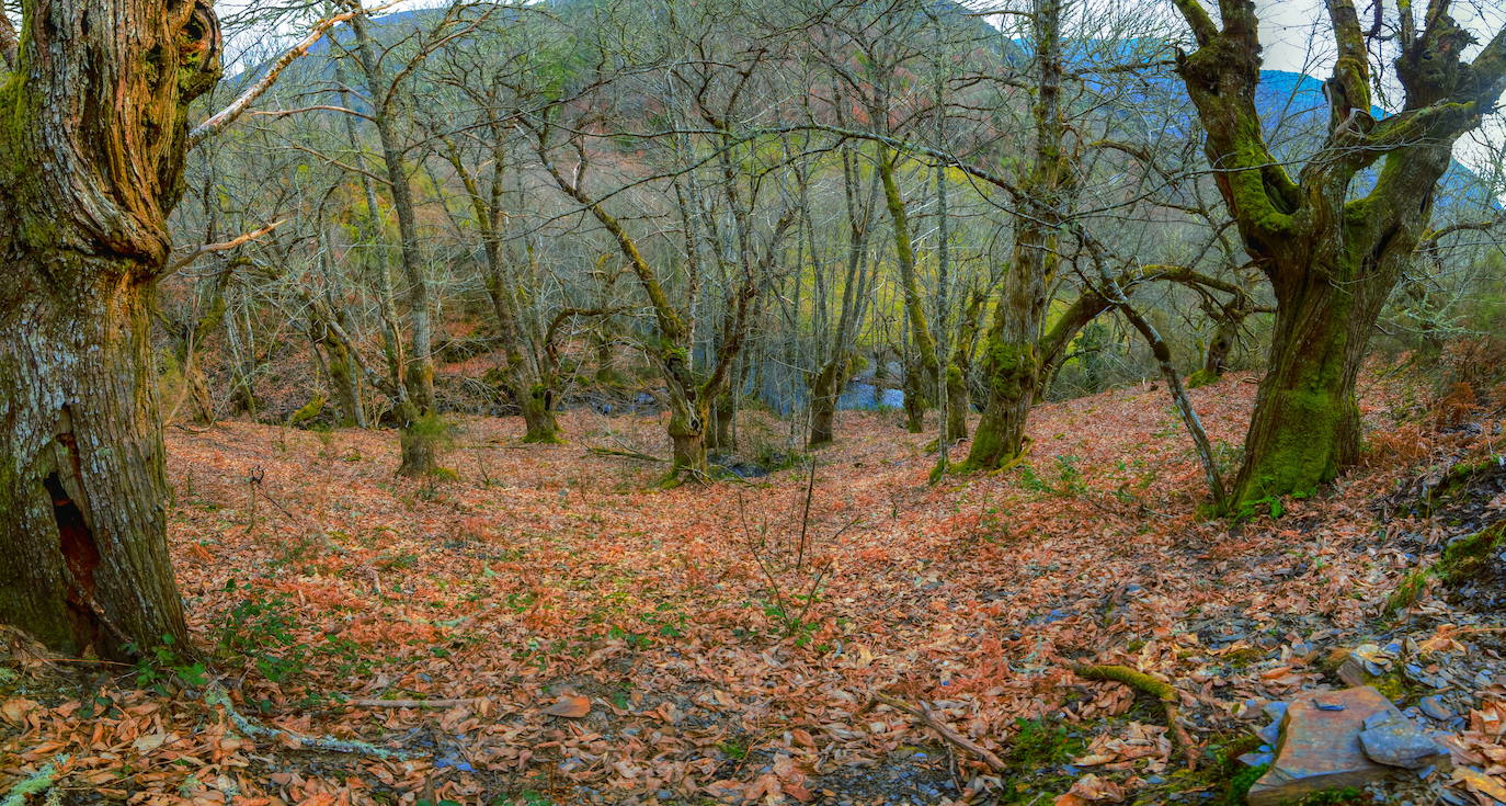 Samos (Galicia)