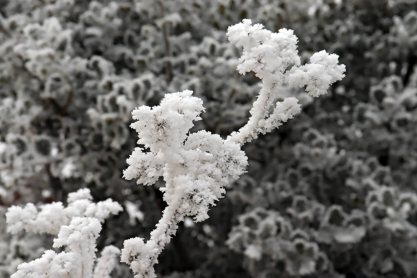 Los campos del Páramo muestra su cencellada. 