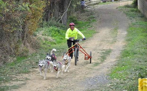 Imagen principal - El mushing también cuenta con modalidades de tierra. 