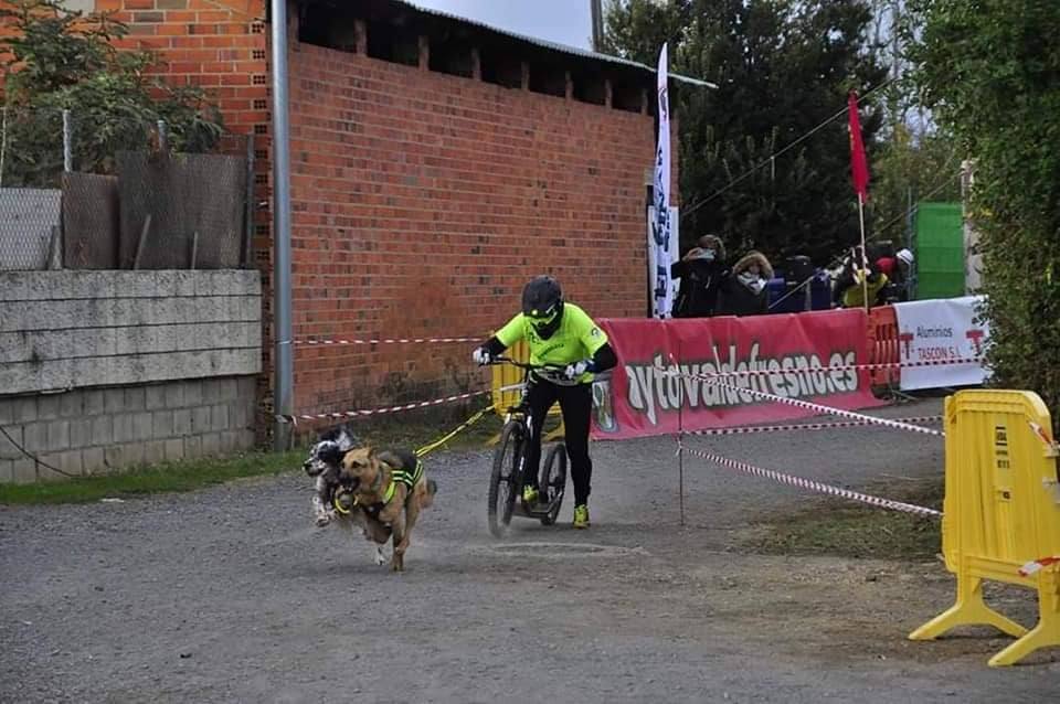 Velocidad, destreza, fuerza y pasión por la nieve unen al perro y al hombre. 