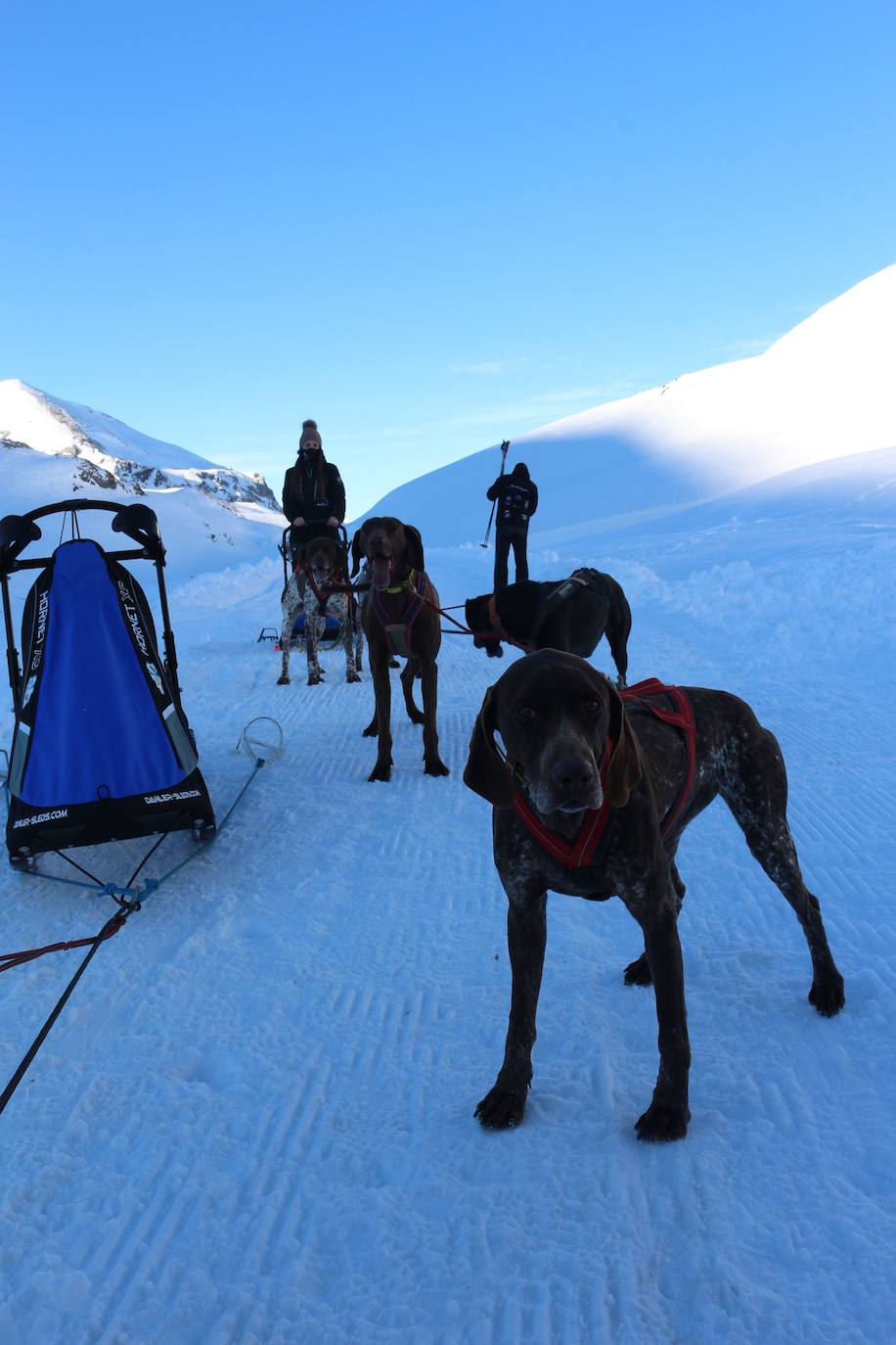 Velocidad, destreza, fuerza y pasión por la nieve unen al perro y al hombre. 