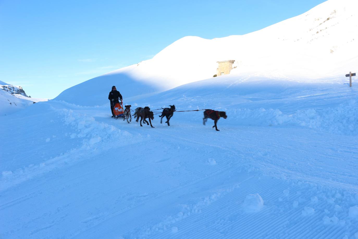 Velocidad, destreza, fuerza y pasión por la nieve unen al perro y al hombre. 